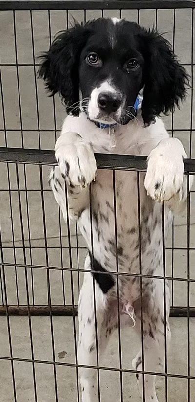 A puppy with black and white spotted fur, leaning on a cage, with a curious expression.