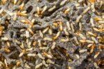Termites — Pest Control & Extermination in Glenside, PA