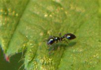 Acrobat Ants — Pest Control & Extermination in Glenside, PA
