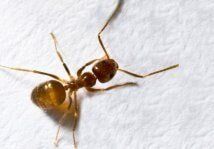 Crazy Ants — Pest Control & Extermination in Glenside, PA