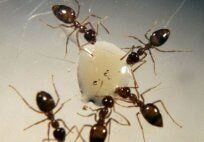 Odorous House Ants — Pest Control & Extermination in Glenside, PA