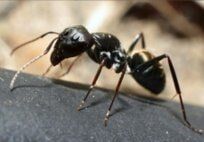 Pavement Ants — Pest Control & Extermination in Glenside, PA