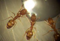 Pharaoh Ants — Pest Control & Extermination in Glenside, PA