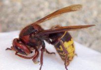 European Hornet — Pest Control & Extermination in Glenside, PA