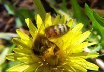 Honey Bees — Pest Control & Extermination in Glenside, PA