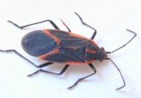 Boxelder Bug — Pest Control & Extermination in Glenside, PA