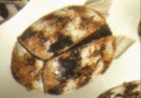 Carpet Beetle — Pest Control & Extermination in Glenside, PA