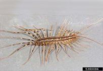 Centipedes — Pest Control & Extermination in Glenside, PA
