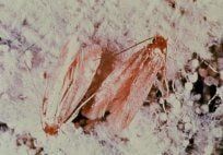 Clothing Webbed Moth — Pest Control & Extermination in Glenside, PA