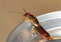 Earwigs — Pest Control & Extermination in Glenside, PA