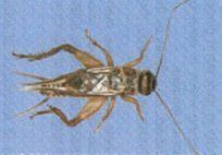 House Crickets — Pest Control & Extermination in Glenside, PA