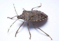 Stink Bugs — Pest Control & Extermination in Glenside, PA