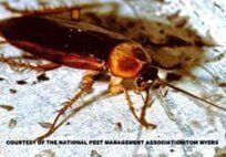 American Cockroach — Pest Control & Extermination in Glenside, PA