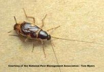 Brown-banded Cockroach — Pest Control & Extermination in Glenside, PA