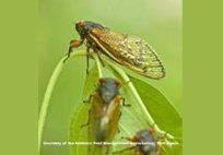 Cicadas — Pest Control & Extermination in Glenside, PA