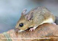 Deer mice — Pest Control & Extermination in Glenside, PA