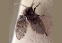 Drain Flies — Pest Control & Extermination in Glenside, PA