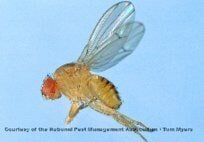 Fruit Flies — Pest Control & Extermination in Glenside, PA