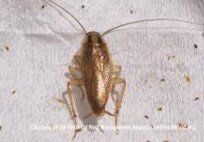 German Cockroach — Pest Control & Extermination in Glenside, PA