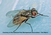 House Flies — Pest Control & Extermination in Glenside, PA