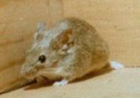 House Mice — Pest Control & Extermination in Glenside, PA