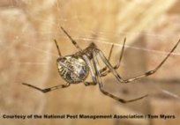 House Spider — Pest Control & Extermination in Glenside, PA