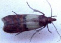 Indian Meal Moths — Pest Control & Extermination in Glenside, PA