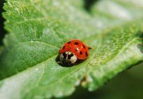 Ladybugs — Pest Control & Extermination in Glenside, PA