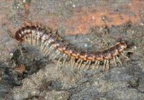 Millipedes — Pest Control & Extermination in Glenside, PA