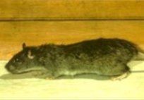 Norway Rats — Pest Control & Extermination in Glenside, PA