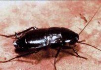 Oriental Cockroach — Pest Control & Extermination in Glenside, PA