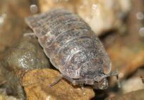 Silverfish — Pest Control & Extermination in Glenside, PA