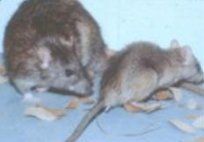 Roof Rats — Pest Control & Extermination in Glenside, PA