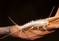 Ladybugs — Pest Control & Extermination in Glenside, PA