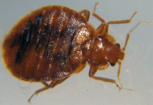 Bed Bugs — Small Bed Bug in Glenside, PA