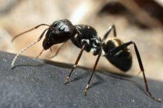 Black Ant — Glenside, PA — Humphreys Pest Control