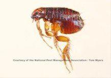 Fleas — Glenside, PA — Humphreys Pest Control