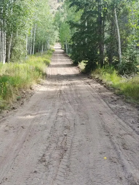 Dirt road through a forest of trees, leading uphill.