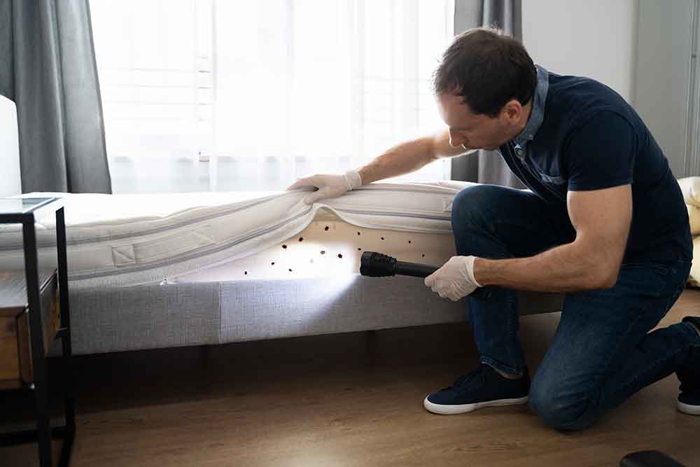 how to get rid of bed bugs in one day