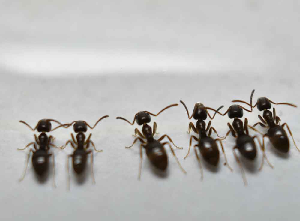 Ants in Maryland Types of Ants & How to Get Rid of Them