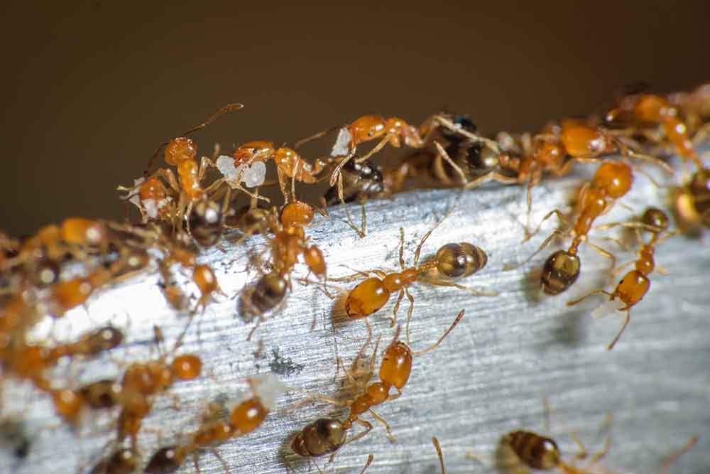 Problems caused by ants and proper control methods.