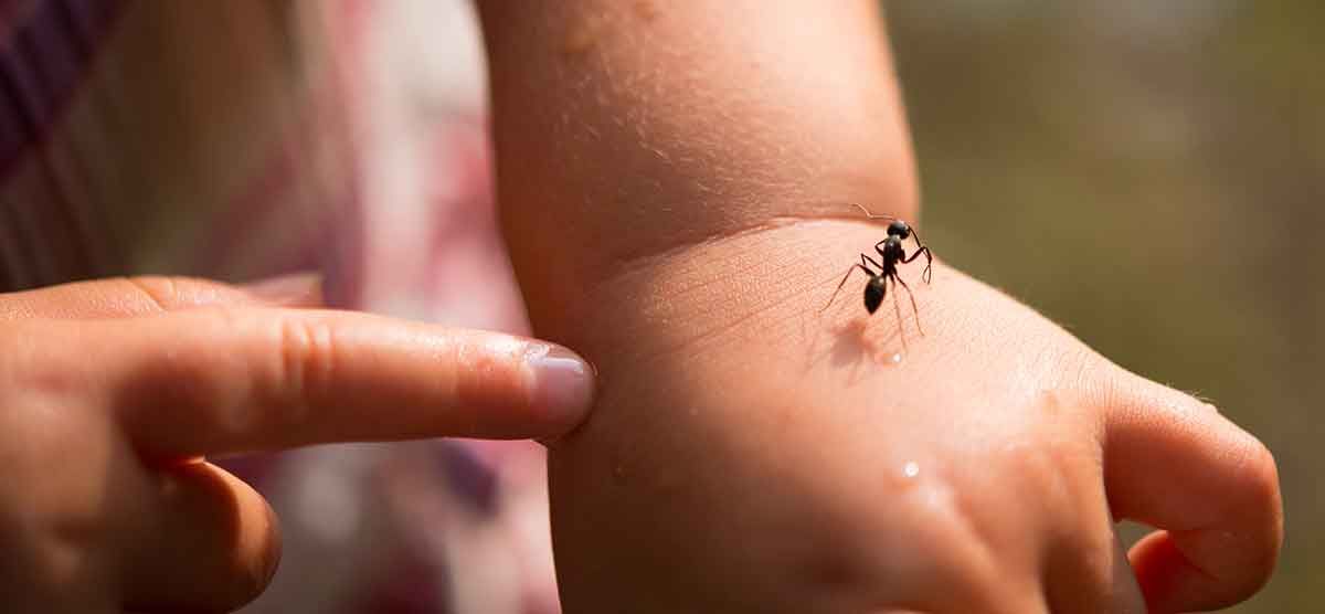 ant exterminator, ant control service in northern Virginia