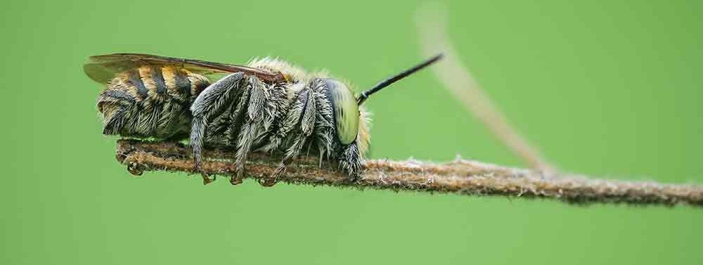 carpenter bees