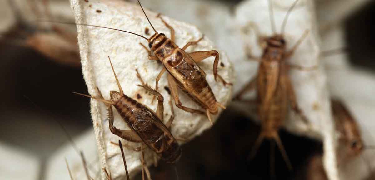 Tips for Keeping Crickets Out of Your Living Space