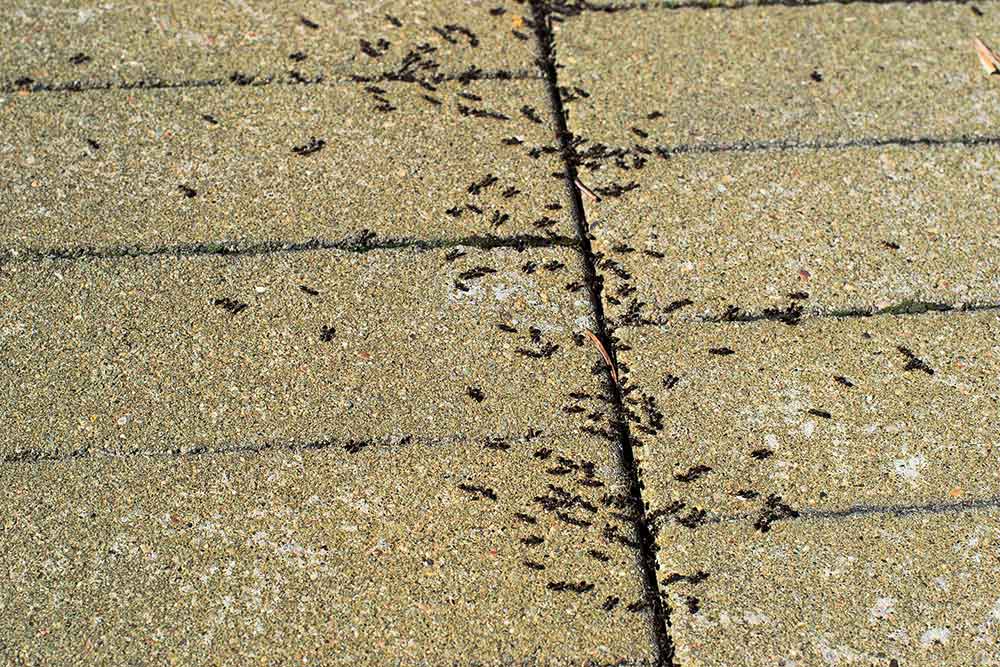 Ant control service in Virginia is important in the summer months
