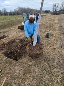 Man planting a tree in a field; he's in blue, dirt around the root ball.