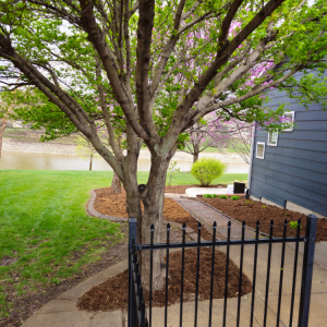 Tree in a yard with a black fence, path, and blue house beside a green lawn near water.