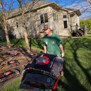 Man in green shirt pulling a cart of cedar mulch bags in a yard with a house in the background.