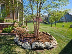 Tree surrounded by large rocks, flower bed, and lush green grass in a backyard.