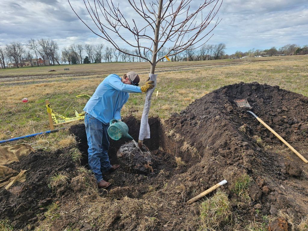 Person planting a tree in a field, watering it with a green can, with a pile of dirt beside them.